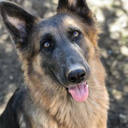 Kash - German Shepherd