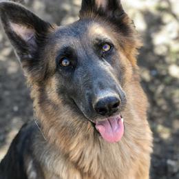 Kash - German Shepherd