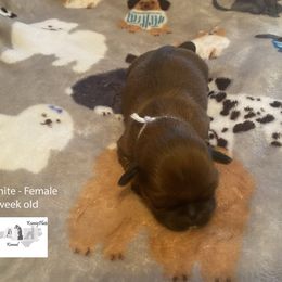 Collie, Lhasa Apso, and Rhodesian Ridgeback Puppies from Koenigplatz Kennel