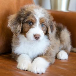 Bunny - female Australian Mountain Doodle puppy in Lafayette, Missouri from Brick House Farm Doodles
