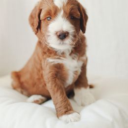 Boy 2 - Red  male Goldendoodle puppy in Rio Linda, California from GoldendoodlePaw