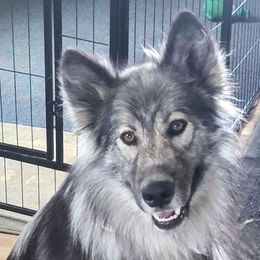 Nvschi Hvmma - Native American Indian Dog