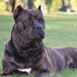 Cane Corso from NorthWood’s Cane Corso
