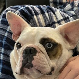 Sela - French Bulldog