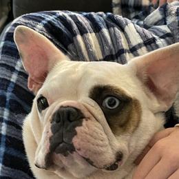 Sela - French Bulldog