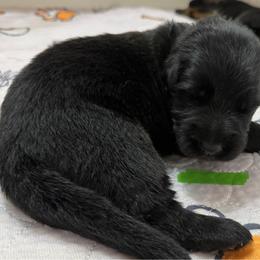 German Shepherd Puppies from Vom Broward Haus