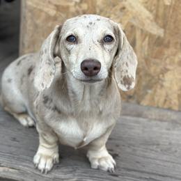 Sunny - Dachshund