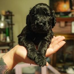 Onyx - Phantom male Goldendoodle puppy in Portsmouth, Virginia from Hopping Howlers Ranch