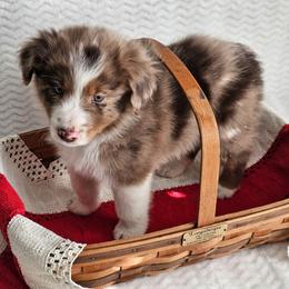 Remington - Red merle male Australian Shepherd puppy in Mountain Grove, Missouri from K Bar H Farms