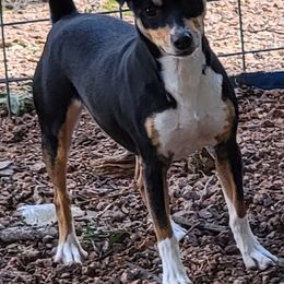 Yadda - Black tan and white Rat Terrier puppy in Divide, Colorado from Outlaw Farm and Kennel