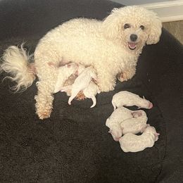 Blue - White male Bichon Frise puppy in Wilmington, North Carolina from Cape Fear Bichons