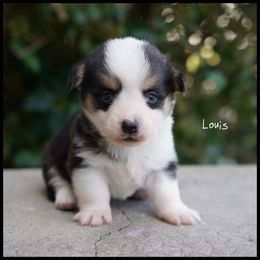 LOUIS - Black and tan male Pembroke Welsh Corgi puppy in Berea, Kentucky from SunShine Corgis