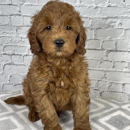 Asher - Red  male Goldendoodle puppy in Millersburg, Ohio from Ohio Puppy Paws