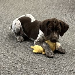 German Shorthaired Pointer Puppies from Blue Kai Kennels