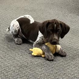 German Shorthaired Pointer Puppies from Blue Kai Kennels