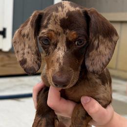 Indie - Dapple female Dachshund puppy in Huffman, Texas from Alex's Dachshunds