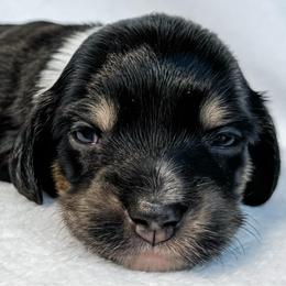 Brachiosaurus - Black and cream female Dachshund puppy in Winamac, Indiana from WZ Kennels