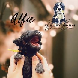 Alfie - Wheaten male Whoodle puppy in Knoxville, Tennessee from Fleury Farm Doodles TN