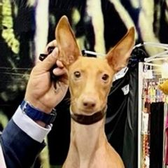 Cirneco dell’Etnas from Houndcrest