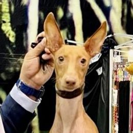 Cirneco dell’Etnas from Houndcrest