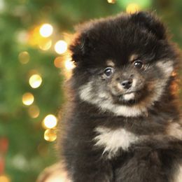 Pomeranian Puppies from Robbins Poms