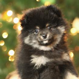 Pomeranian Puppies from Robbins Poms