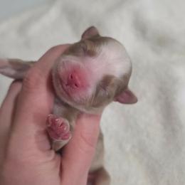 B - Red merle male Miniature Australian Shepherd puppy in Killen, Alabama from Wilkers Wholehearted Mini Aussies