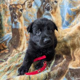 Red - Black male German Shepherd puppy in Motley, Minnesota from Von Thomson Haus