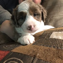 Aussiedoodle Puppies from Ohana Companions
