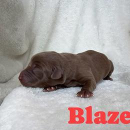 Blaze - Chocolate male Labrador Retriever puppy in Lucasville, Ohio from Backwoods Labradors