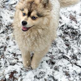 Buns - Pomsky