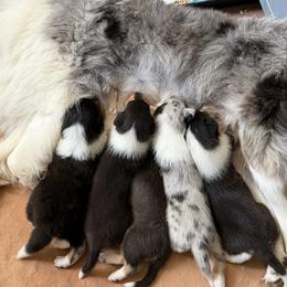Collie puppies from East View Farm