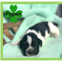 Pigpen - Black and white male Cocker Spaniel puppy in Clinton, Oklahoma from Enchanted Spaniels