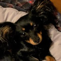 Tiffany - Russian Toy