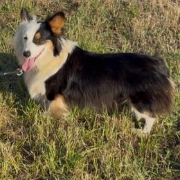 Dally - Pembroke Welsh Corgi