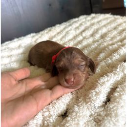 Chilli - Cream female Dachshund puppy in Molino, Florida from Dooney's Dachshunds