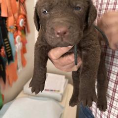 Brown collar - Brown male Chesapeake Bay Retriever puppy in North Port, Florida from Whispering Oak Chesapeakes