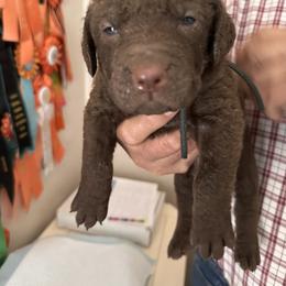 Brown collar - Brown male Chesapeake Bay Retriever puppy in North Port, Florida from Whispering Oak Chesapeakes