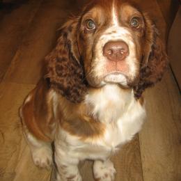 English Springer Spaniel Puppies from Heart of Dixie Springers