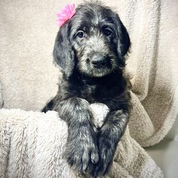 Labradoodle, Labrador Retriever, and Poodle Puppies from L & R Kennel