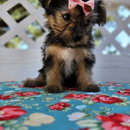 Yorkshire Terrier Puppies from Lady A's Yorkies