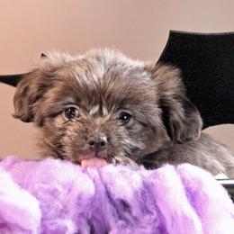 Tum Tum - Blue male Mi-Ki puppy in Wales, Wisconsin from Phantastic Mi-kis