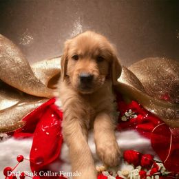 Golden Retriever Puppies from Studley Hill Goldens, LLC.