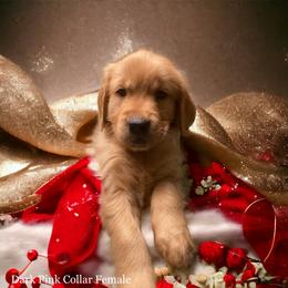 Golden Retriever Puppies from Studley Hill Goldens, LLC.