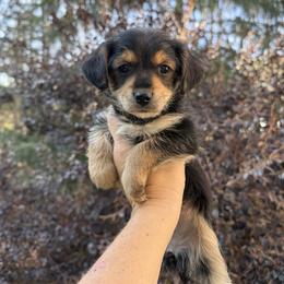 Cindy - Blue and tan female Yorkipoo puppy in Henderson, North Carolina from Dorans Danes and Doodles