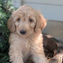 Girl 5 - Gold female Australian Labradoodle puppy in Yamhill, Oregon from FitzGerald Kennels
