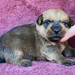 Turquoise Collar Female - Red female Norfolk Terrier puppy in Bristol, Tennessee from Holston Hollow Farm