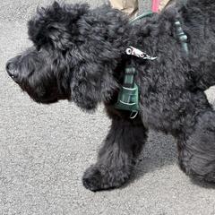 Mookie Betts - Black Barbet puppy in New Bedford, Massachusetts from Barbie's Barbets