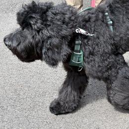 Mookie Betts - Black Barbet puppy in New Bedford, Massachusetts from Barbie's Barbets