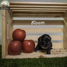 Bloom - Black female Australian Labradoodle puppy in Cashmere, Washington from Mountain Home Doodles
